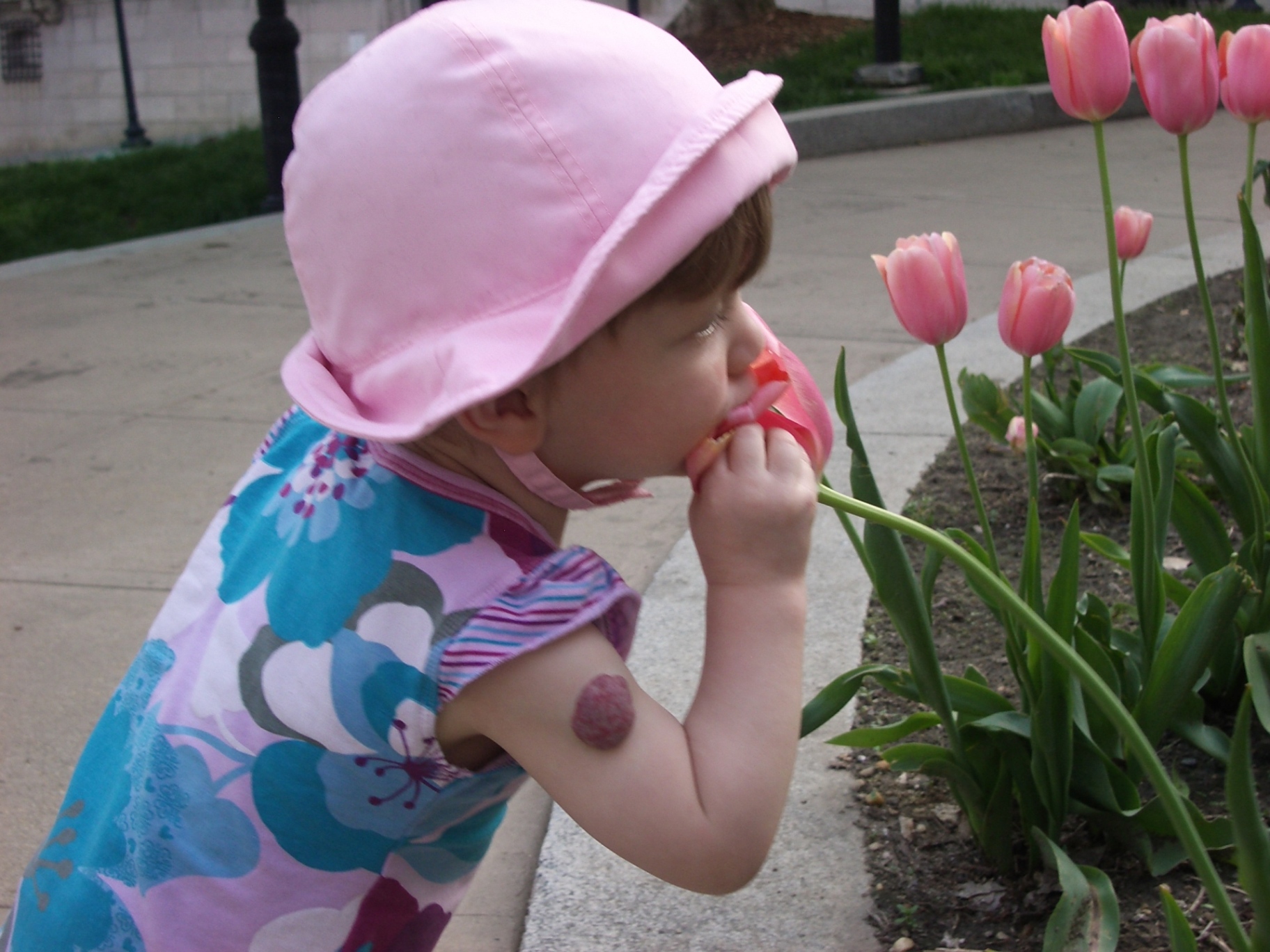 eating tulips