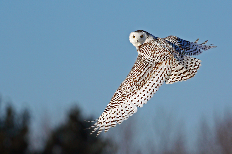 Snowy Owl. Waukesha, WI