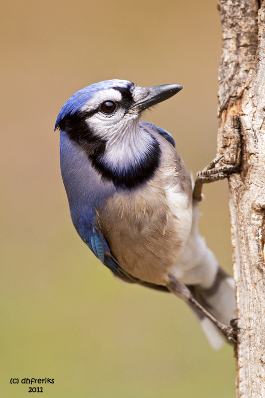 Blue Jay. Chesapeake, OH