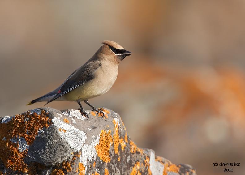 Cedar Waxwing. Split Rock St. Pk. MN