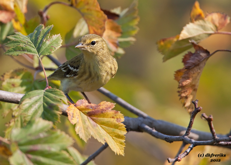 Blackpoll Warbler. Sheridan Park, Milw. 