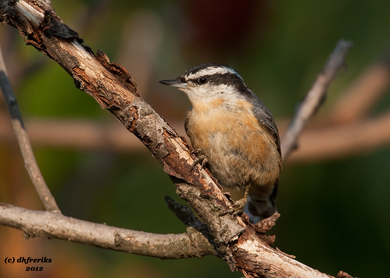 Red-breasted Nuthatch. Sheridan Park, Milw.