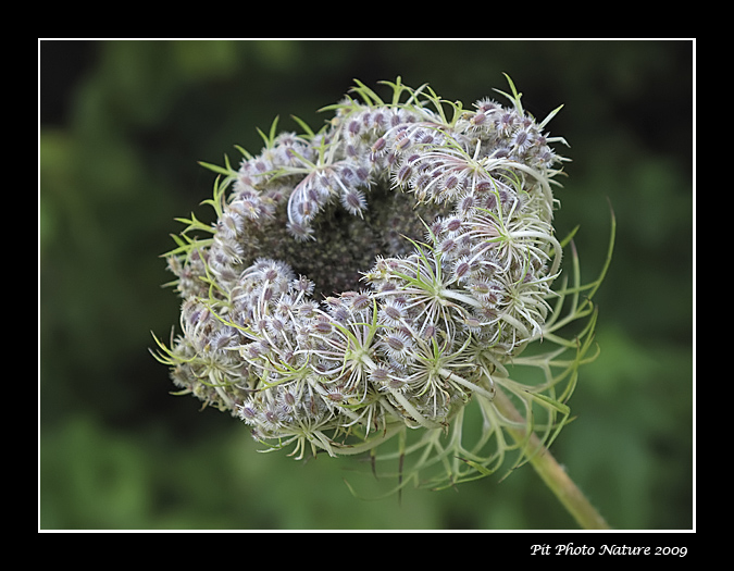 Carotte sauvage (fleur et fruits)