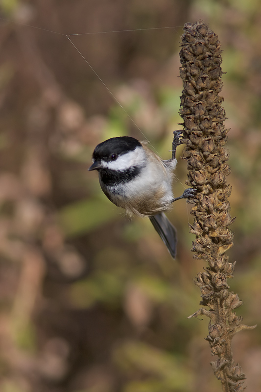 Msange  tte noire - Black-capped Chickadee