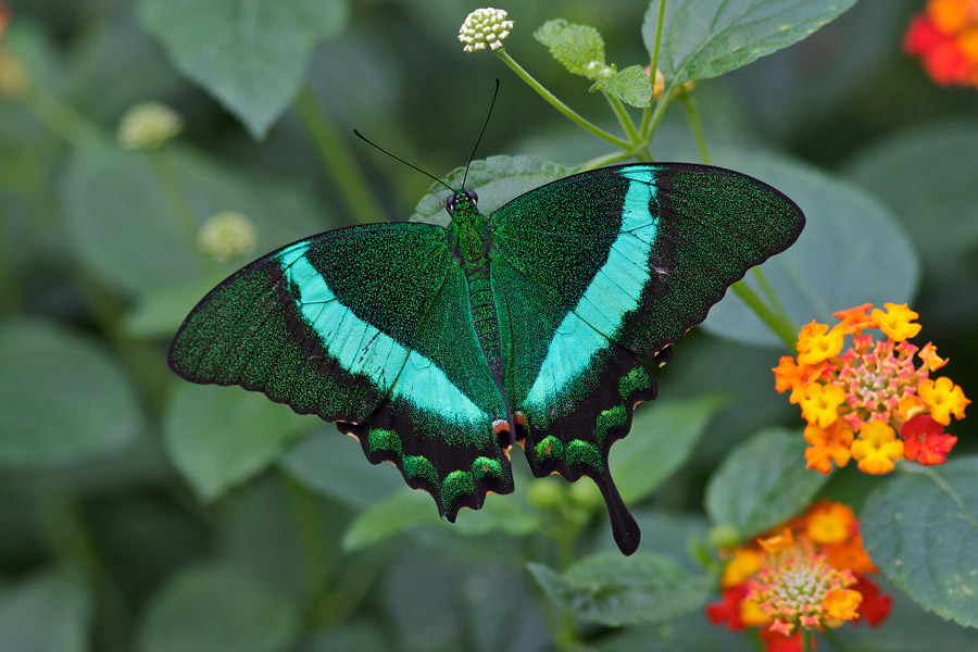 Machaon meraude - Papilio palinurus