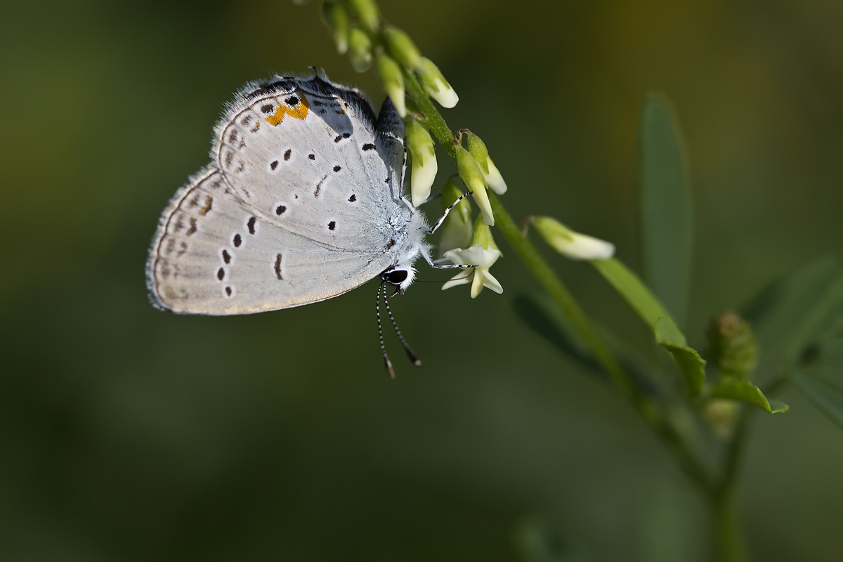 Bleu porte-queue de lest - Eastern tailed blue