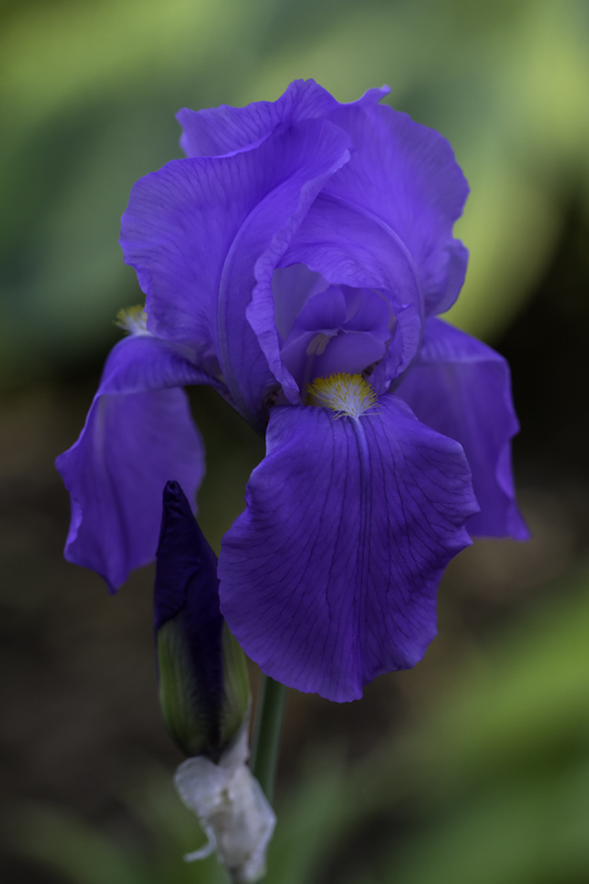 Iris