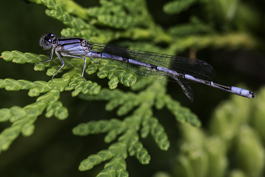 Agrion dAnna / River Bluet (Enallagma anna)