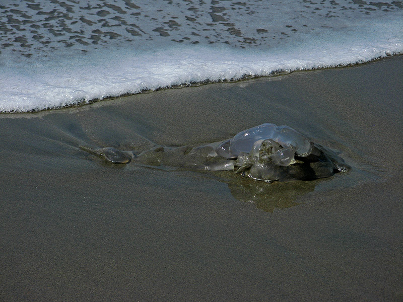 A jellyfish on the beach<br />7653.jpg