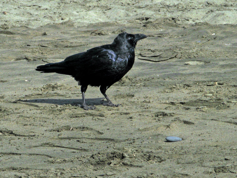 A raven or a crow?7662.jpg