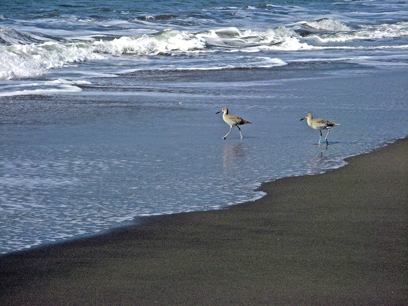Two shorebirds I<br />7667.jpg
