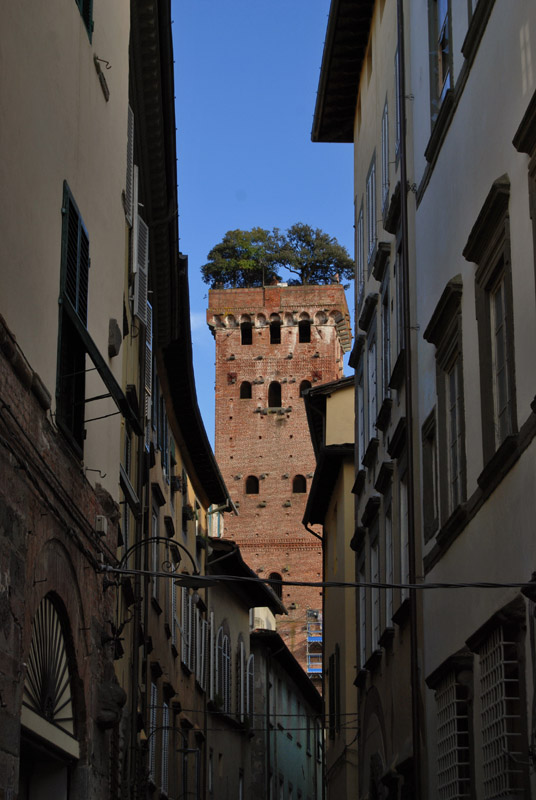 The Torre del Guinigi3893