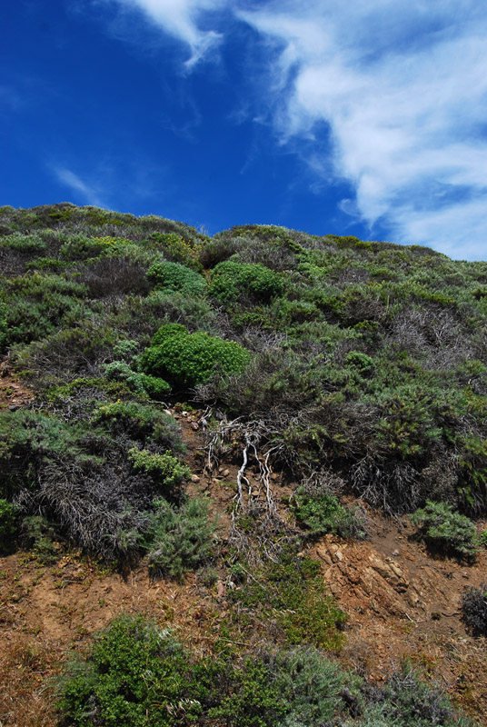 View from the Coastal Trail5555