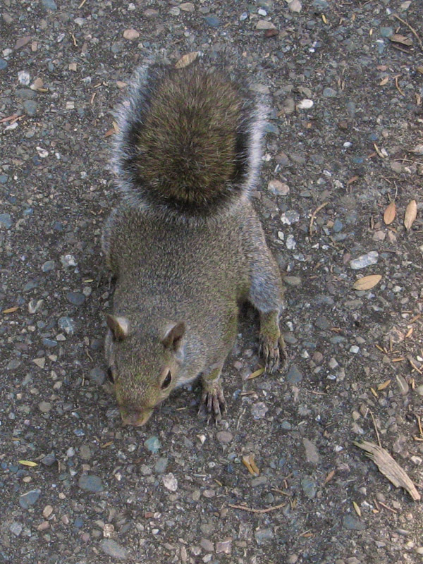 One of many hungry squirrels4022