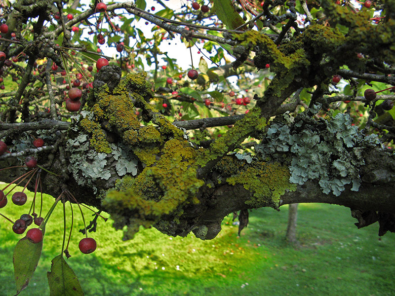Crabapple branches with lichen I4059