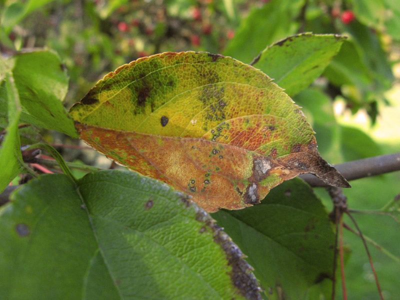 Fading crabapple leaf4064