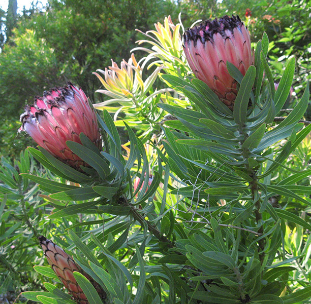 Protea <br />4078