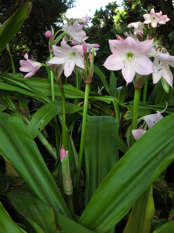 Pink lilies I4111