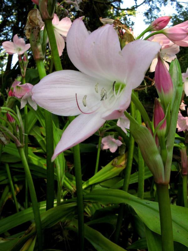 Pink lilies II4115