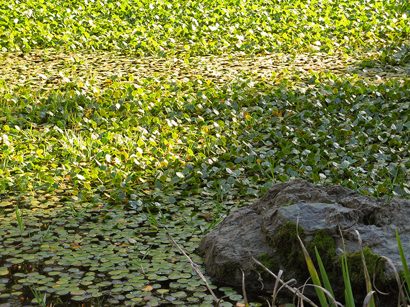 Water plants and shadow4122