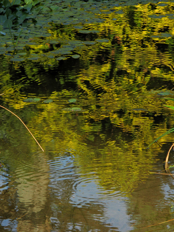 Golden reflections4149