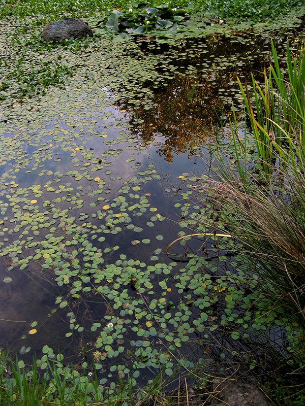 Pond with water lilies<br />4120