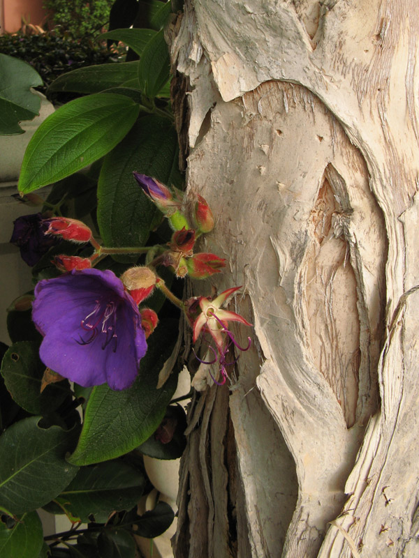 Peeling bark II 4368