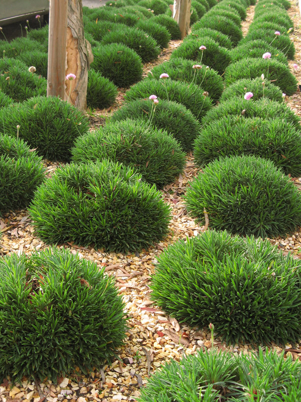 Armeria on parade4379