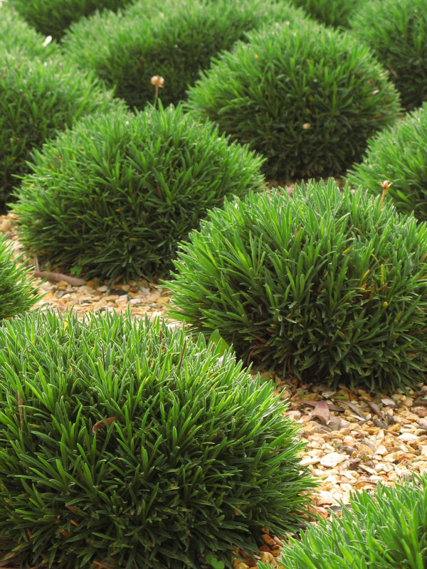 Armeria 4380