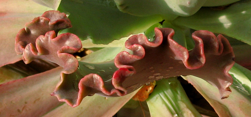 Curly edges 4383