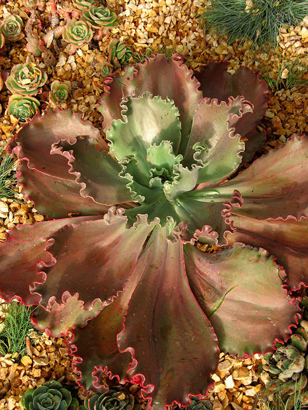 Succulent rosette4384