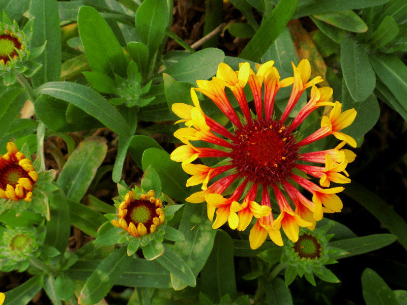 Sunburst4385