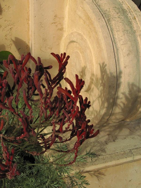 Kangaroo paws 4389