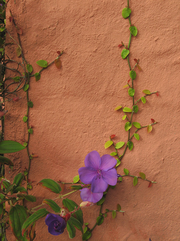 Garden wall with vines 4395