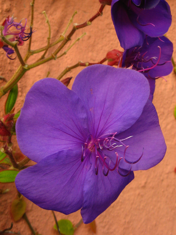 Princess flower II4397