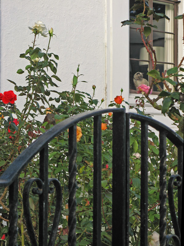 Roses in November4413.jpg