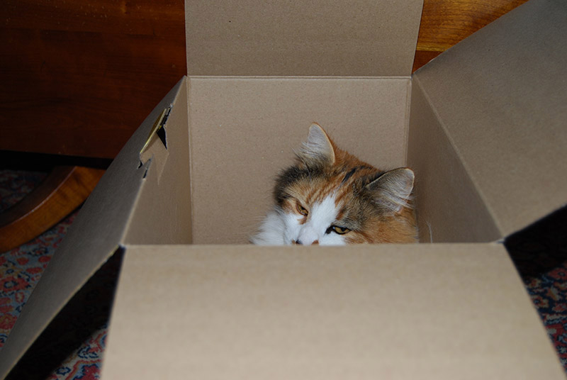 Bella in a box0007