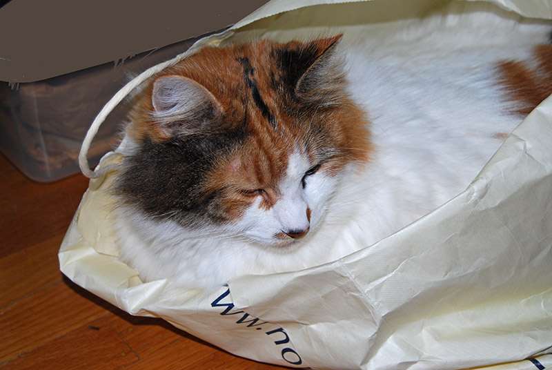 Cat in a bag0020a