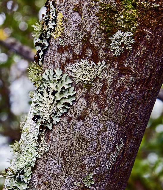 Epiphytes