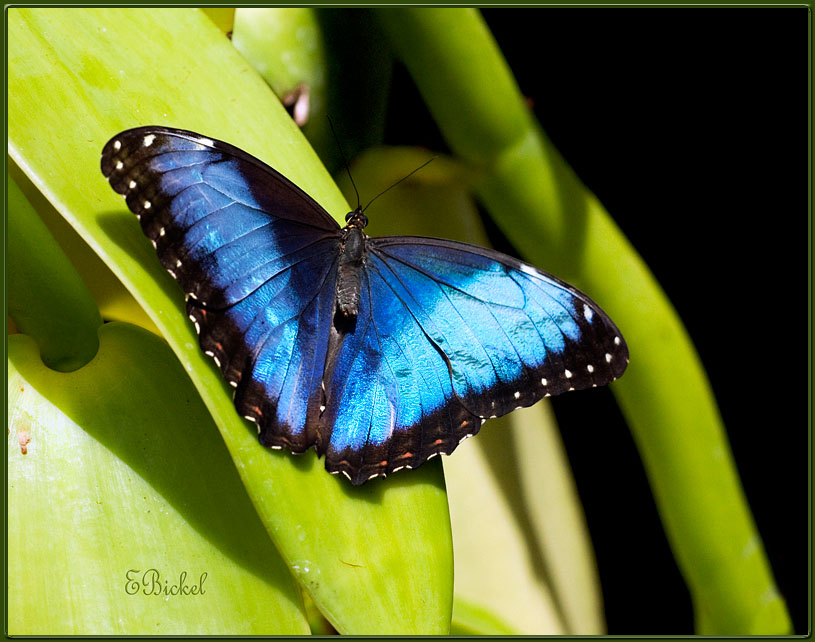 Blue Morpho in the Sun & Shade