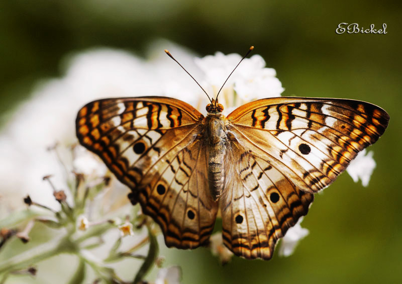 White Peacock