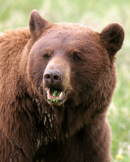 A Mouth Full of Weeds