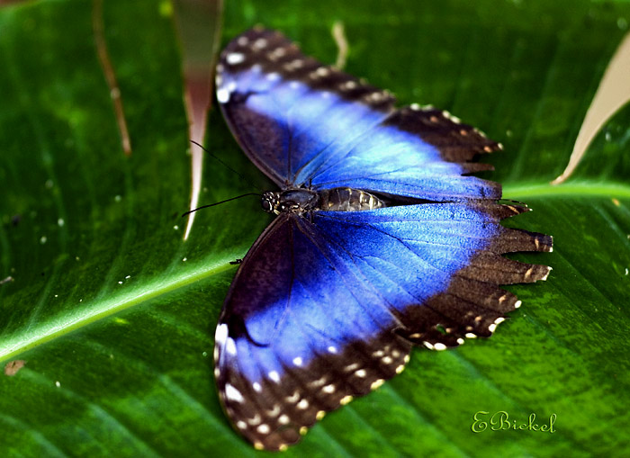 Blue Morpho in the Shade