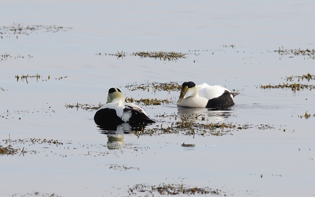 Common Eider