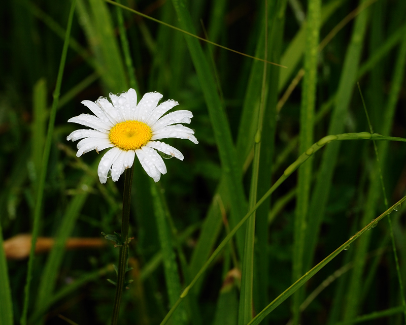 After the rain