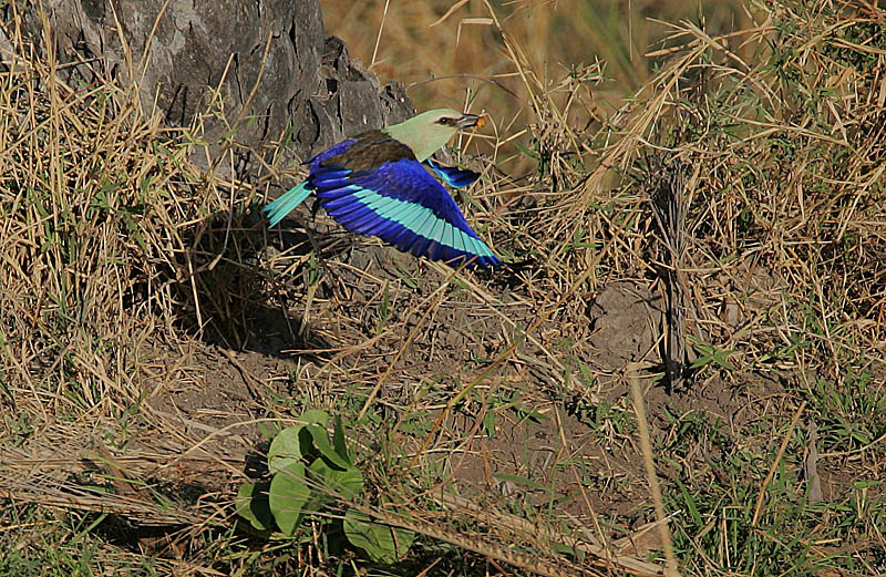 Blue-bellied Roller (Coracias cyanogaster) in flight