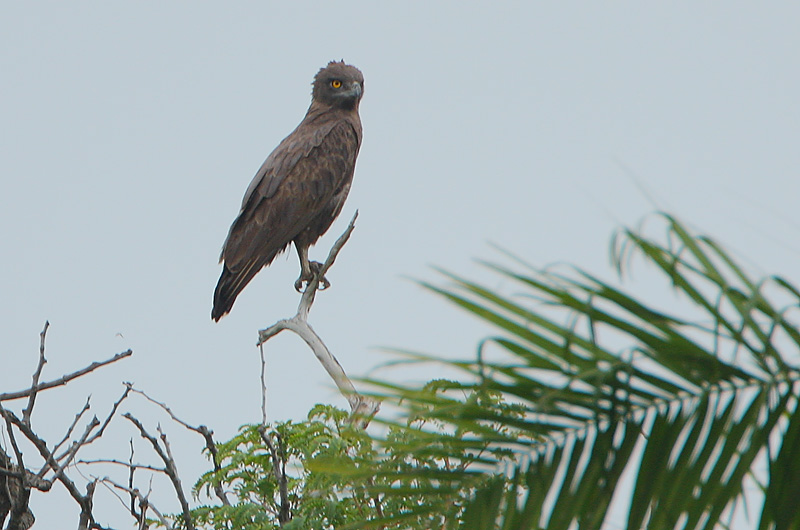 Brown Snake Eagle (Circaetus cinereus)