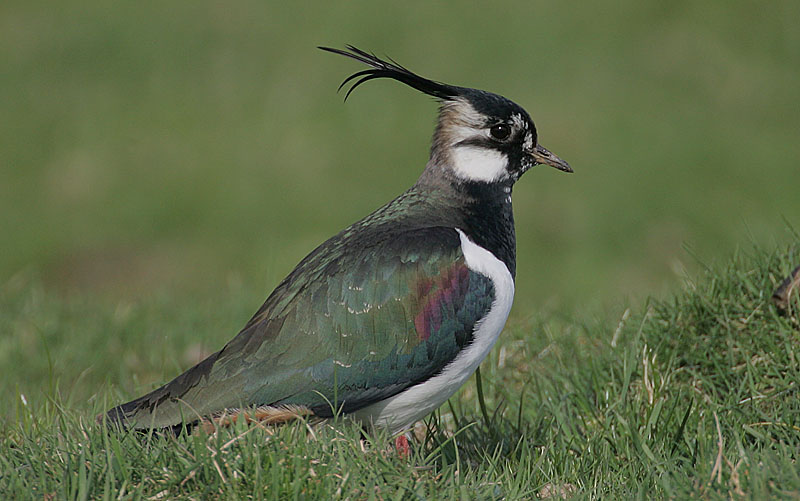 Male Lapwing on territory