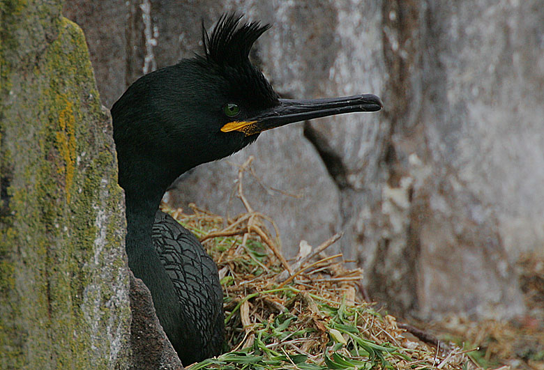 Eurasian Shag (Phalacrocorax aristotelis)