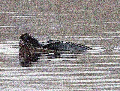 Leatherback Turtle in the River Forth, Fife